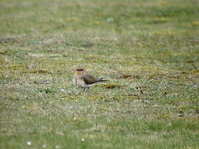 COLLARED PRATINCOLE , THE NORTHAM BURROWS , DEVON , 27 , 4 , 2014