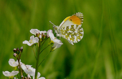 ORANGE TIP ( Male ) ( Anthocharis cardamines ) . THE EXMINSTER MARSHES . DEVON . 28 . 4 . 2014