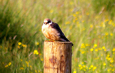 RED FOOTED FALCON ( Female ) ( Falco vespertinus ) . EXMINSTER MARSH . DEVON . 11 . 6 . 2010
