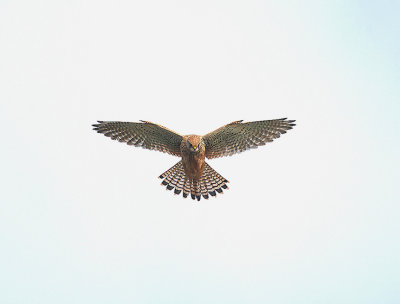 COMMON KESTREL ( Falco tinnunculus ) . DAWLISH WARREN . DEVON . 2 . 1 . 2014