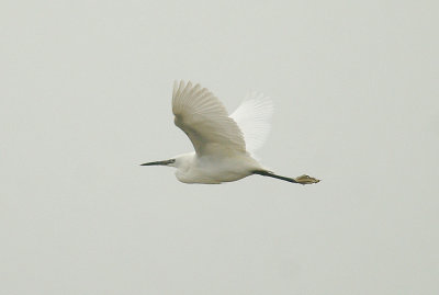 LITTLE EGRET . THE EXMINSTER MARSHES . DEVON . 30 . 4 . 2014