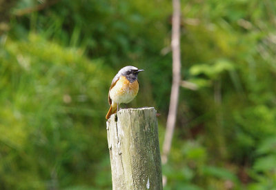 REDSTART . CHALLACOMBE FARM . DEVON . 4 . 5 . 2014