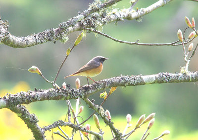 COMMON REDSTART ( Phoenicurus phoenicurus ) . CHALLACOMBE FARM . DARTMOOR . DEVON . 4 . 5 . 2014