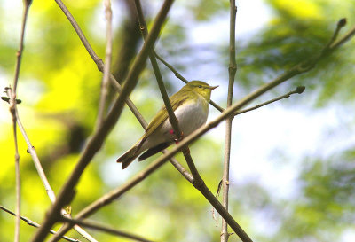 WOOD WARBLER ( Phylloscopus sibilatrix ) . YARNER WOOD . DEVON . 4 . 5 . 2014
