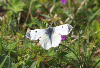  ORANGE TIP ( Female ) ( Anthocharis cardamines ) . DAWLISH WARREN . DEVON . 3 . 5 . 2014
