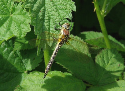 HAIRY DRAGONFLY ( Brachytron pratense ) . THE EXMINSTER MARSHES . DEVON . 6 . 5 . 2014