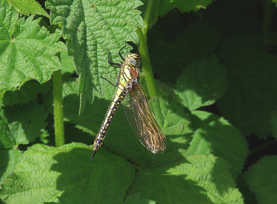 HAIRY DRAGONFLY ( Brachytron pratence ) . THE EXMINSTER MARSHES . DEVON . 6 . 5 . 2014