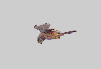 COMMON KESTREL ( Falco tinnunculus ) . ORCOMBE POINT . EXMOUTH . DEVON . 8 . 5 . 2014