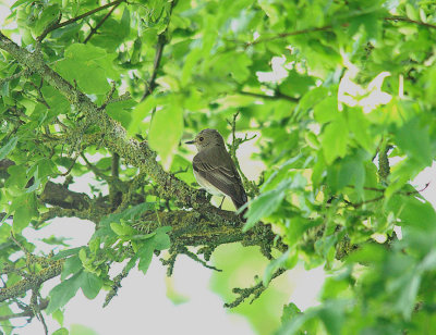 SPOTTED FLYCATCHER . BOWLING GREEN MARSH . TOPSHAM . DEVON . 10 . 5 . 2014