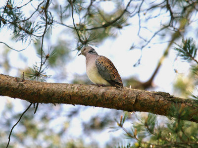 EUROPEAN TURTLE DOVE , LOWER HALDON , DEVON , 14 , 5 , 2014