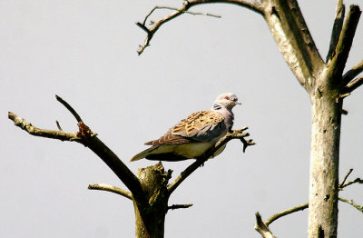 EUROPEAN TURTLE DOVE ( Streptopelia turtur ) . LOWER HALDON . DEVON . 14 . 5 . 2014