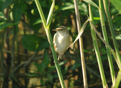 EUROPEAN REED WARBLER . THE EXMINSTER MARSHES . DEVON . 15 . 5 . 2014