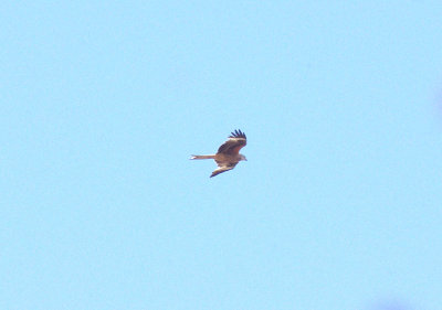 RED KITE ( Milvus milvus ) . BOWLING GREEN MARSH . TOPSHAM . DEVON . 17 . 5 . 2014