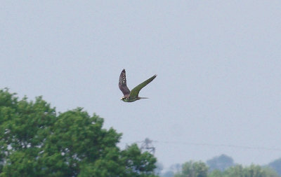 EURASIAN HOBBY ( Falco subbuteo ) . THE EXMINSTER MARSHES . DEVON . 17 . 5 . 2014
