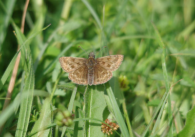 DINGY SKIPPER ( Erynnis tages ) . THURLBEAR WOODS . SOMERSET . 21 . 5 . 2014