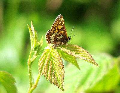 DUKE OF BURGUNDY FRITILLARY ( Hamearis lucina ) . THURLBEAR WOOD . SOMERSET . 21 . 5 . 2014 