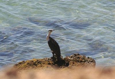 GREAT CORMORANT ( Moroccanus ) . DAKHLA BAY . WESTERN SAHARA . 5 , 3 , 2010