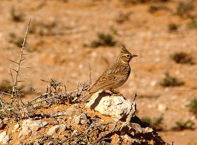 CRESTED LARK . LAAYOUNE TO LEMSID . WESTERN SAHARA . 4 / 3 / 2010