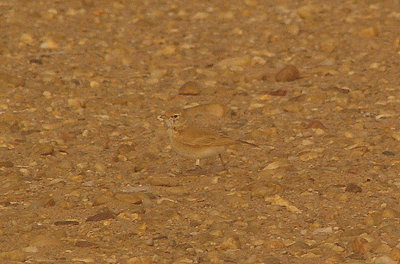 BAR TAILED DESERT LARK . THE AOUSSARD ROAD . THE SAHARA DESERT . WESTERN SAHARA . 6 / 3 / 2010