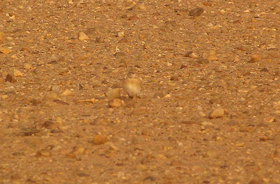 BAR TAILED DESERT LARK . THE AOUSSARD ROAD . THE SAHARA DESERT . WESTERN SAHARA . 6 / 3 / 2010