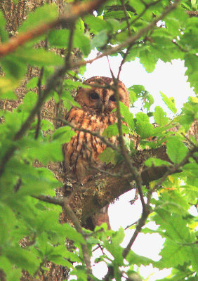TAWNY OWL . Nr DODDISCOMBSLEIGH . DEVON . 27 . 5 . 2014