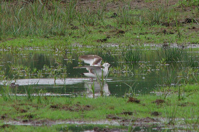 ROSS`S GULL , BOWLING GREEN MARSH , TOPSHAM , DEVON , 29 , 5 , 2014
