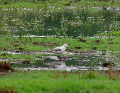 ROSS`S GULL . BOWLING GREEN MARSH . TOPSHAM . DEVON . 29 . 5 . 2014