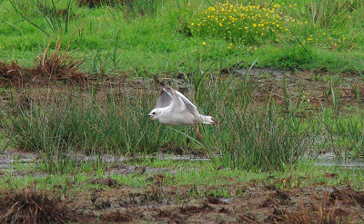ROSS`S GULL . BOWLING GREEN MARSH . TOPSHAM . DEVON . 29 . 5 . 2014