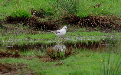 ROSS`S GULL . BOWLING GREEN MARSH . TOPSHAM . DEVON . 29 . 5 . 2014
