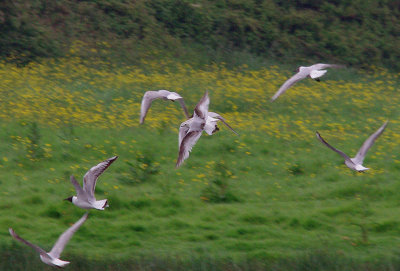 ROSS`S GULL . BOWLING GREEN MARSH . TOPSHAM . DEVON . 30 . 5 . 2014