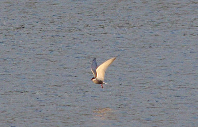 WHISKERED TERN ( Chlidonias hybrida ) . BOWLING GREEN MARSH . TOPSHAM . DEVON . 31 / 5 / 2014