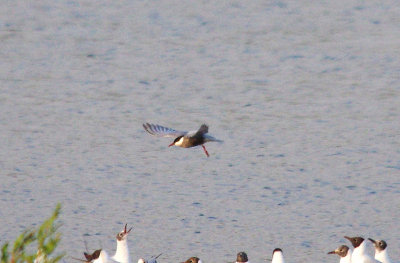 WHISKERED TERN ( Chlidonias hybrida ). BOWLING GREEN MARSH . TOPSHAM . DEVON . 31 . 5 . 2014