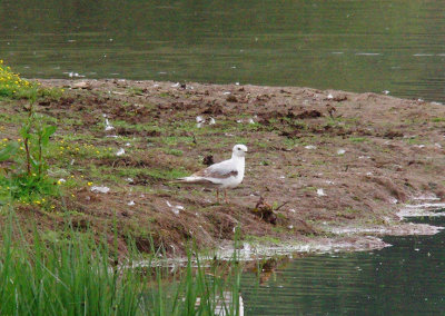 ROSS`S GULL . BOWLING GREEN MARSH . TOPSHAM . DEVON . 31 . 5 . 2014