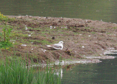 ROSS`S GULL . BOWLING GREEN MARSH . TOPSHAM . DEVON . 31 . 5 . 2014