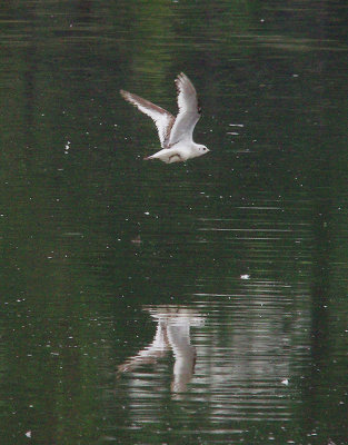 ROSS`S GULL , BOWLING GREEN MARSH , TOPSHAM , DEVON , 31 , 5 , 2014