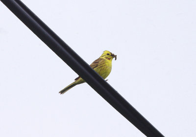 YELLOWHAMMER . Nr AXMOUTH . DEVON . ENGLAND . 1 . 6 . 2014