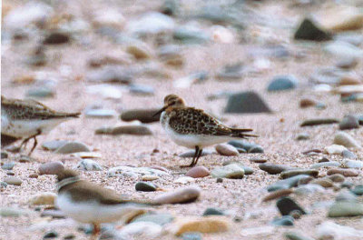 BAIRD`S SANDPIPER . DAWLISH WARREN . DEVON . 20 / 9 / 2001