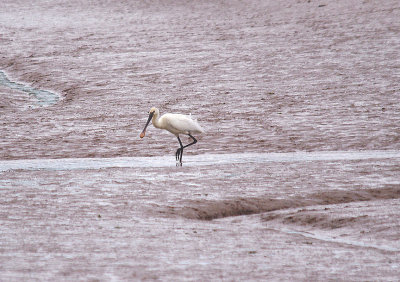 SPOONBILL . GOOSEMOOR . TOPSHAM . DEVON . 2 . 6 . 2014