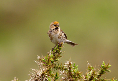 LESSER REDPOLL , Nr VENFORD RESERVOIR , DARTMOOR , DEVON , 3 , 6 , 2014.JPG