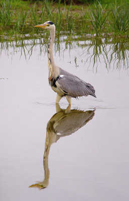 GREY HERON ( Ardea cinerea ) . BOWLING GREEN MARSH . TOPSHAM . DEVON . 3 . 6 . 2014