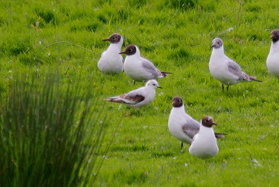 ROSS`S GULL ( Rhodostethia rosea ) . BOWLING GREEN MARSH . TOPSHAM . DEVON . 3 . 6 . 2014