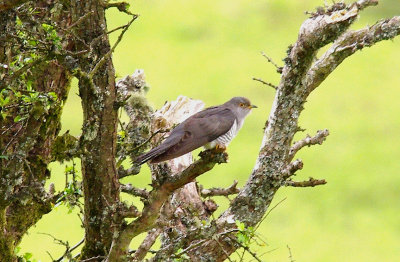 COMMON CUCKOO ( Female ) ( Cuculas canorus ) . Nr VENFORD RESERVOIR . DARTMOOR . DEVON . 3 . 6 . 2014