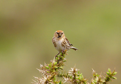 LESSER REDPOLL ( Carduelis cabaret ) , Nr VENFORD RESERVOIR , DARTMOOR , DEVON , 3 , 6 , 2014