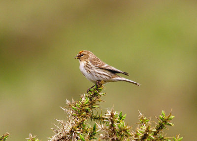 LESSER REDPOLL ( Carduelis cabaret ) . Nr VENFORD RESERVOIR . DARTMOOR . DEVON . 3 . 6 . 2014