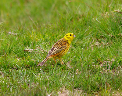 YELLOWHAMMER ( Emberiza citrinella ) . Nr VENFORD RESERVOIR . DARTMOOR . DEVON . 3 . 6 . 2014