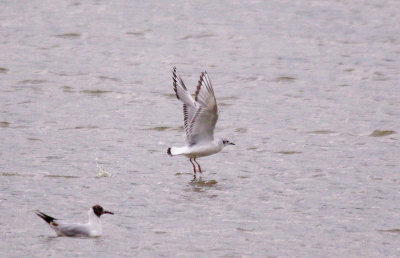 BONAPARTE`S GULL . BOWLING GREEN MARSH . TOPSHAM . DEVON . 8 . 6 . 2014