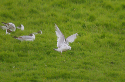 ROSS`S GULL . BOWLING GREEN MARSH . TOPSHAM . DEVON . 8 . 6 . 2014
