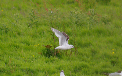 ROSS`S GULL . BOWLING GREEN MARSH . TOPSHAM . DEVON . 8 . 6 . 2014