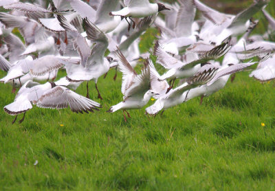 ROSS`S GULL ( Rhodostethia rosea ) , BOWLING GREEN MARSH , TOPSHAM , DEVON , 8 , 6 , 2014