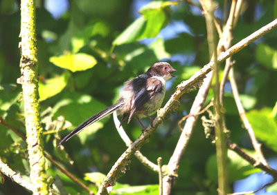 LONG-TAILED TIT ( Juvenile ) . THE POWDERHAM MARSHES . DEVON . 9 . 6 . 2014